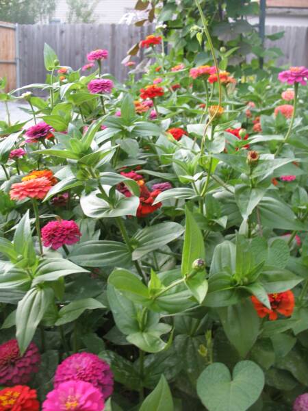 'Cut and Come Again' Zinnias